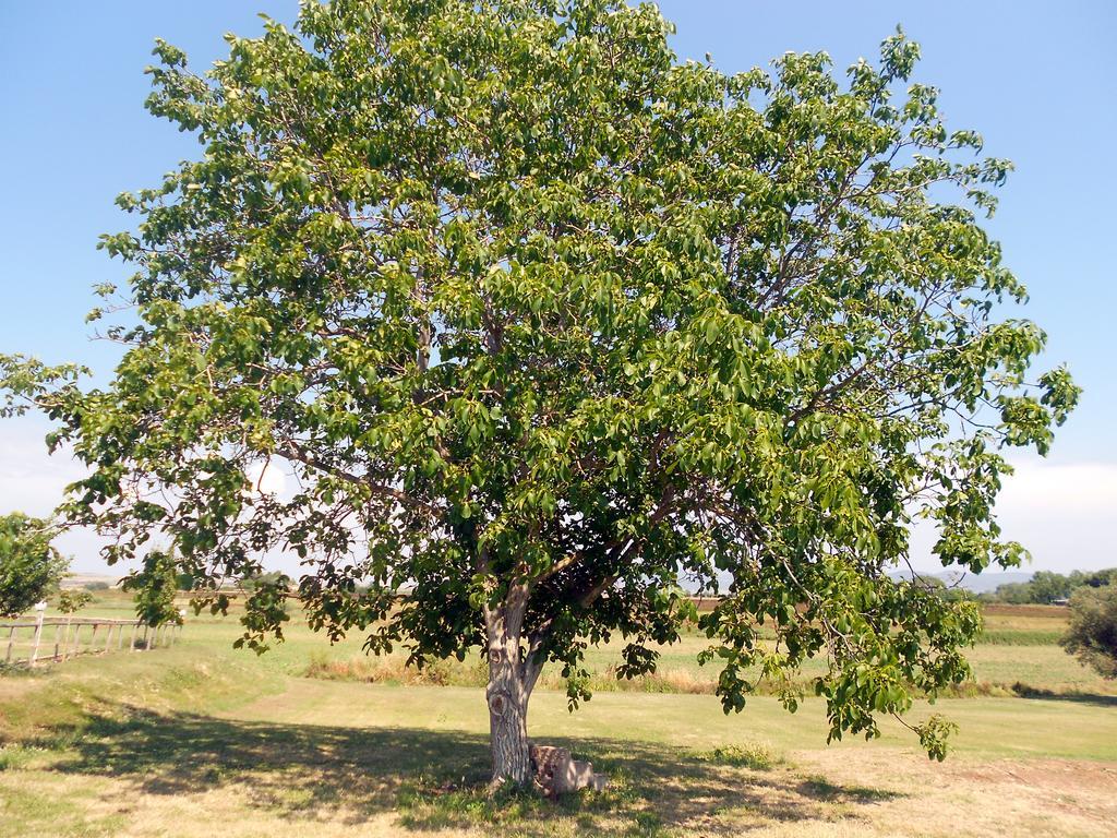 Agriturismo San Matteo Tarquinia Buitenkant foto